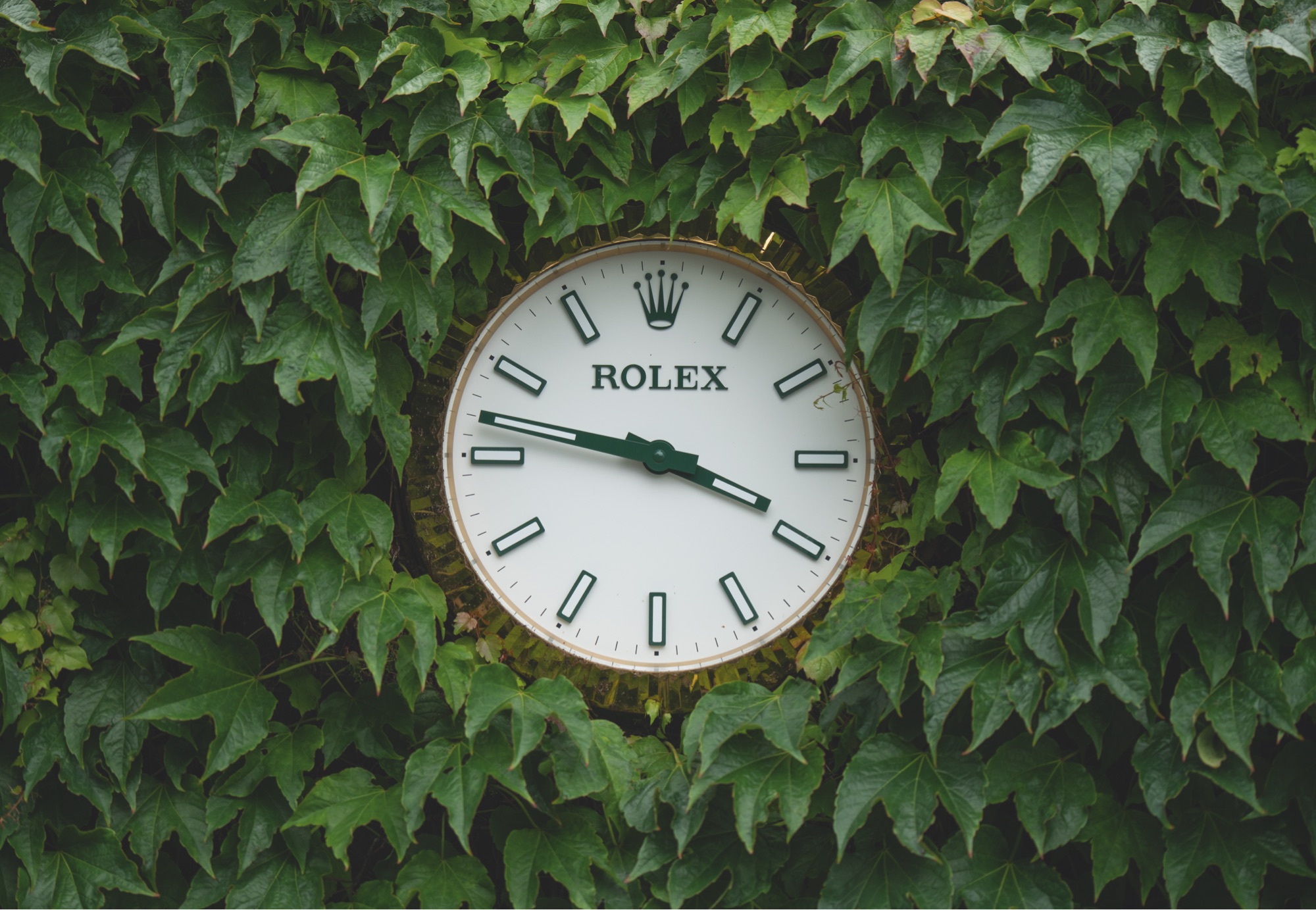 Rolex Watch frame attached on a wall of leaves