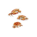 A sterilng silver crab figurine from Saturno by Francis Howard.