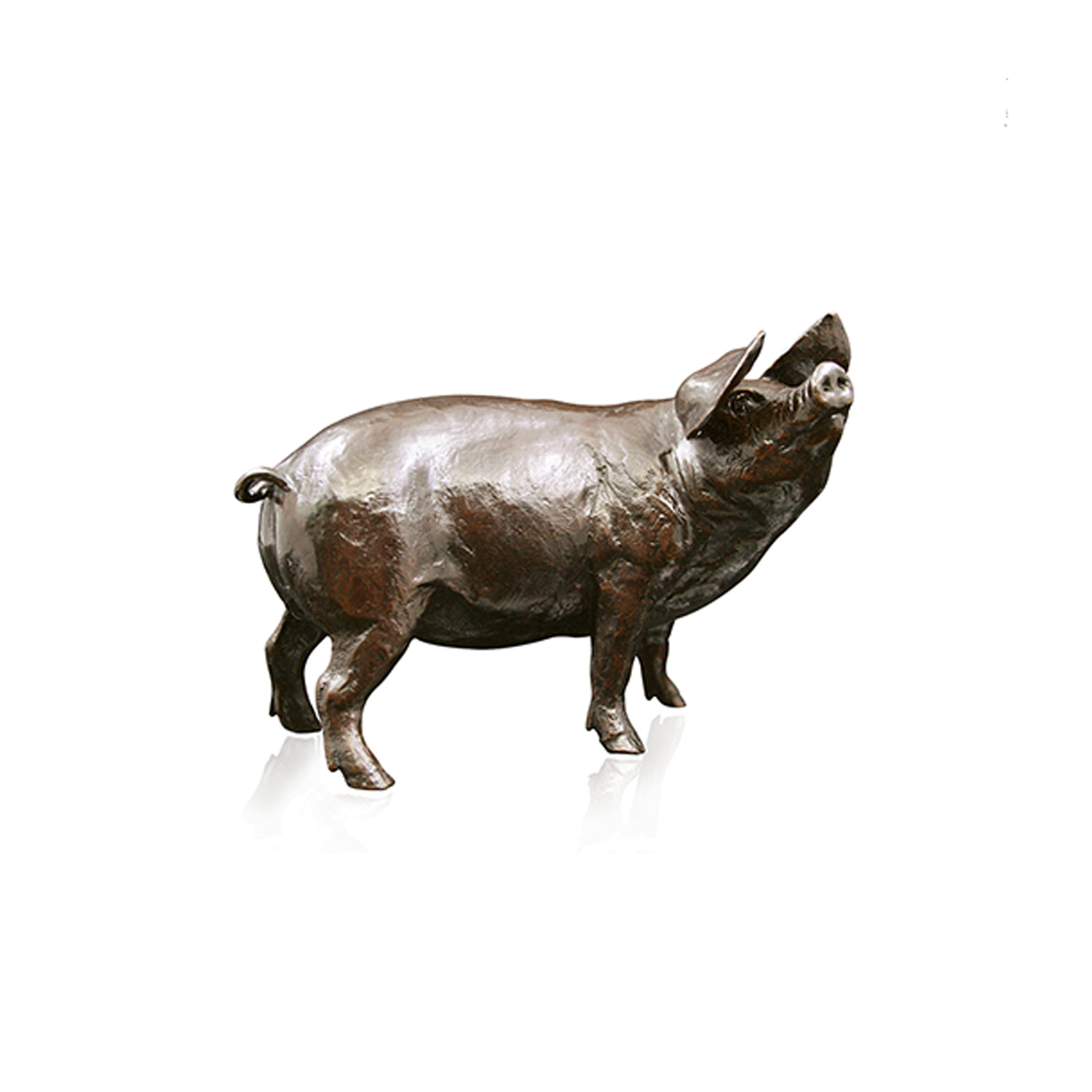 Medium Gloucester Old Spot Pig Figurine by Richard Cooper Bronze Made from solid foundry bronze, this piece depicts a charming Gloucester Old Spot Pig standing with its head looking upwards.